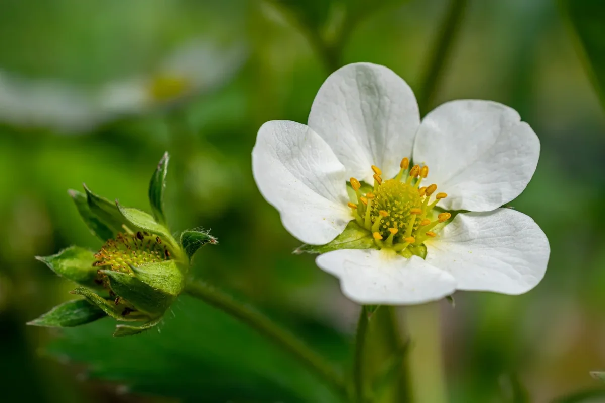 Il fiore bianco più profumato del mondo: ecco come coltivarlo in casa
