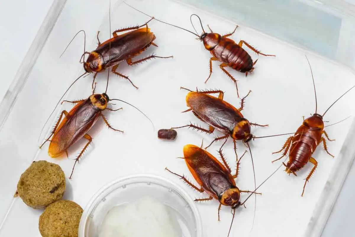 Non confondere blatte e scarafaggi: ecco quale è il più pericoloso per la tua casa