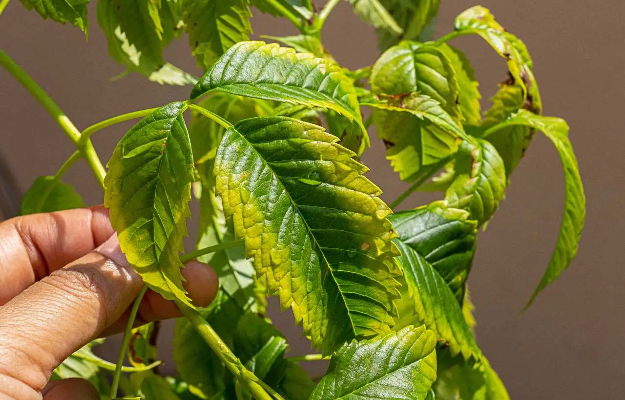 Allerta peronospora del pomodoro: ecco il trattamento naturale più efficace contro questa malattia