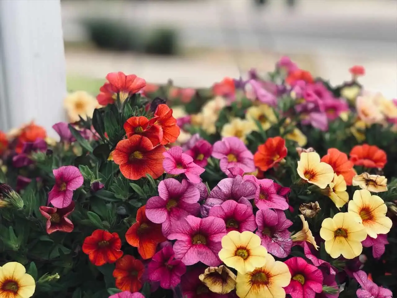 Fine estate: ecco i fiori più belli da piantare adesso per un’esplosione di colori