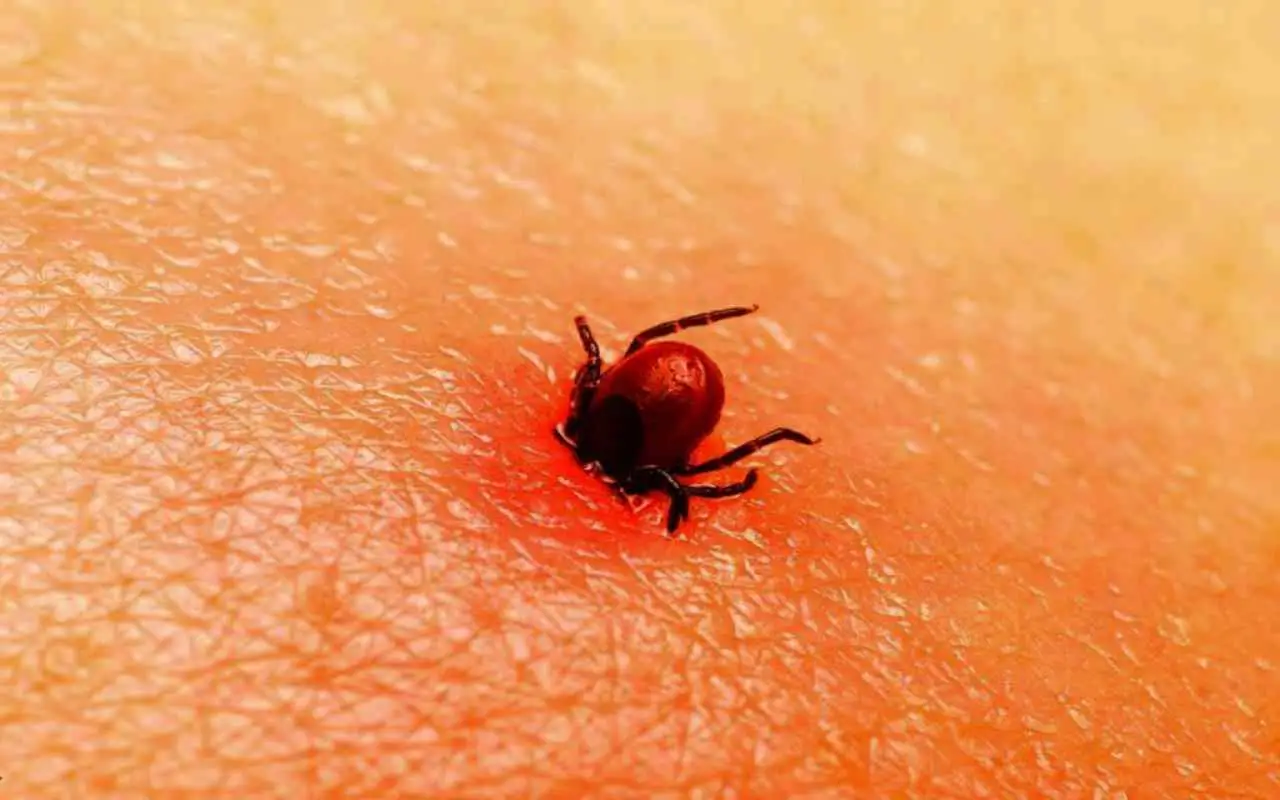 Ti ha punto un insetto e non sai quale? Ecco il trucco per riconoscerlo subito