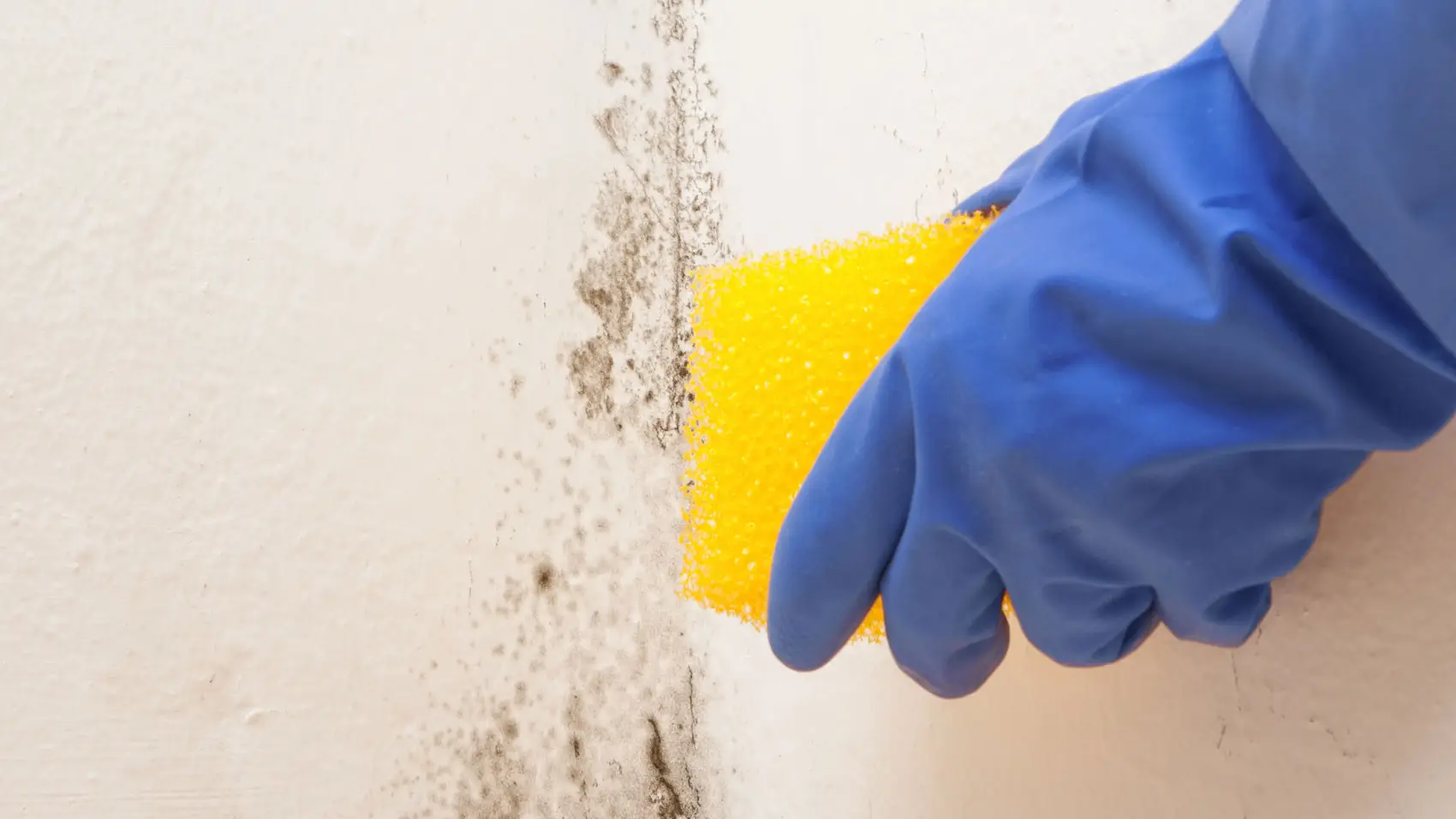 A quale temperatura muoiono le muffe? Ecco la risposta