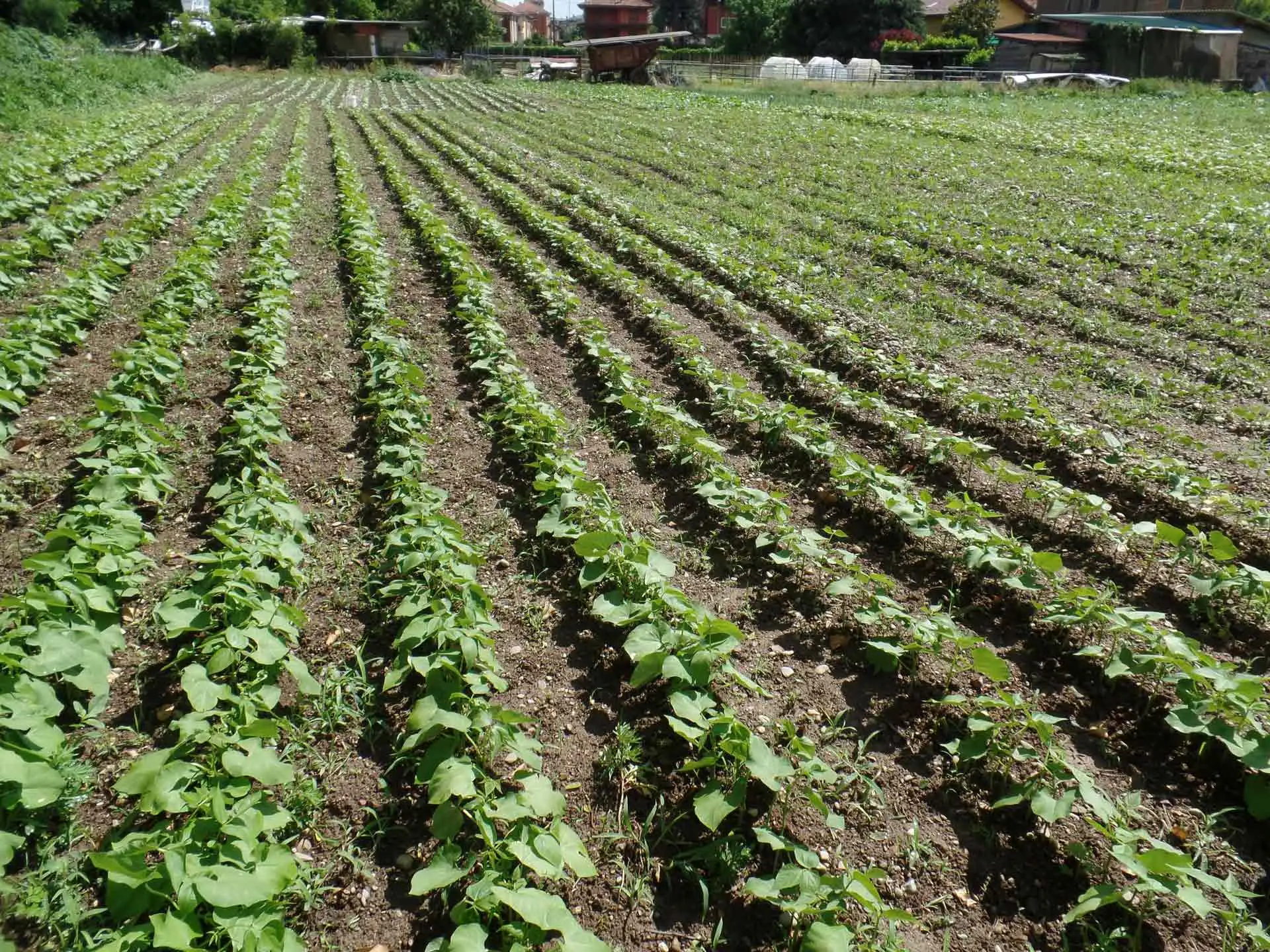 Stai usando l’irrigazione a goccia in modo sbagliato: ecco dove posizionare i gocciolatori per non sprecare acqua